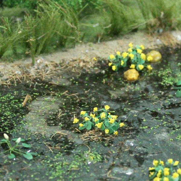 Marsh Marigold (Pack of 16)