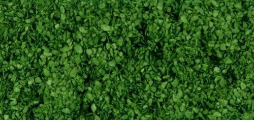 Leaves Medium Green