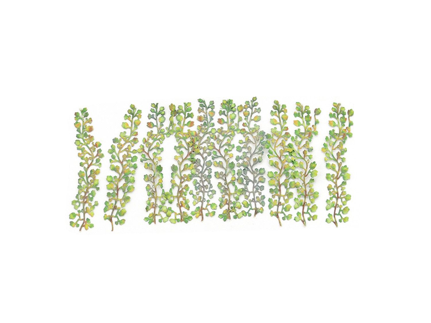 Virginia Creepers (12) Kit