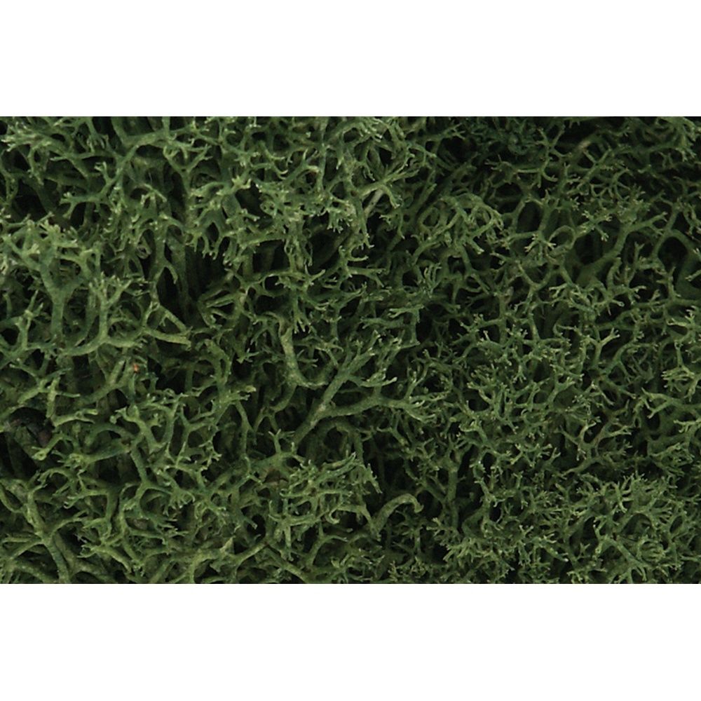 Lichen Medium Green