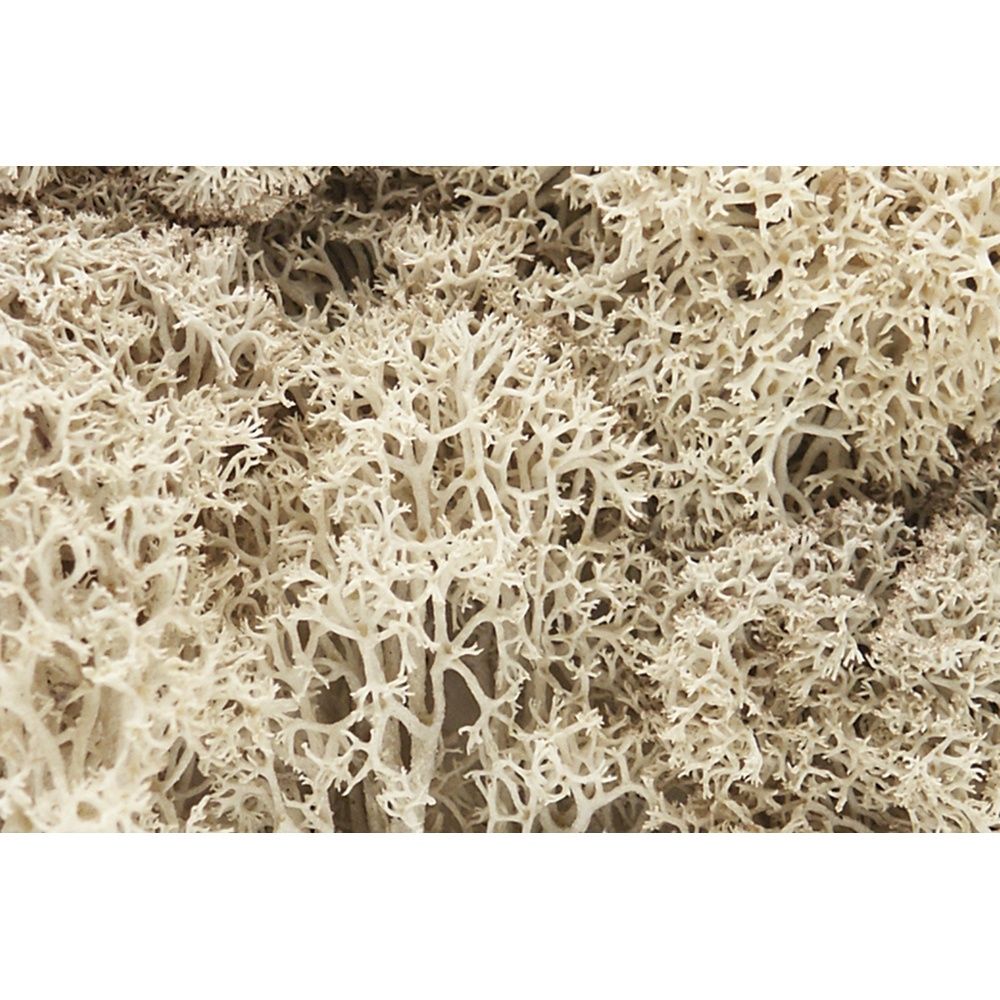 Lichen Natural