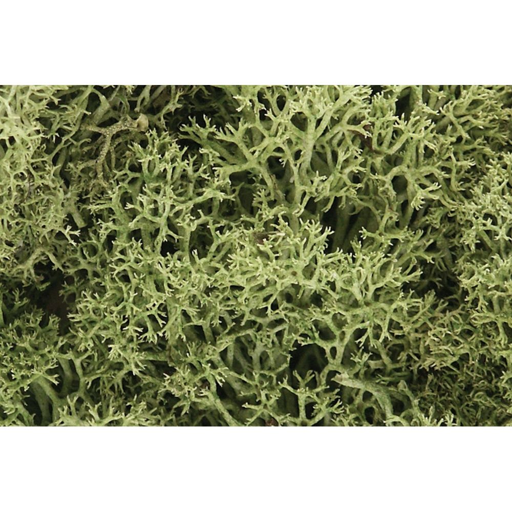 Lichen Spring Green