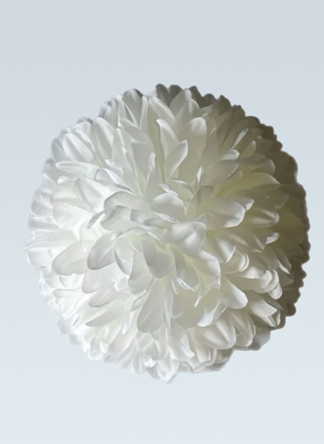 7.5" 21 Layer Mum -- Plus 1 Brand