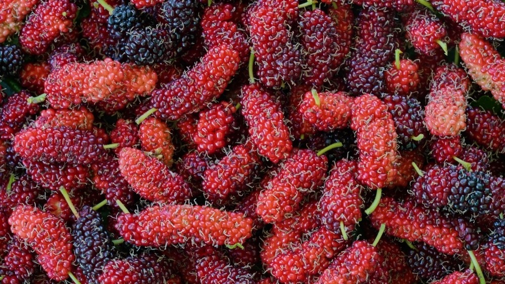 Mulberries (150g) توت عماني