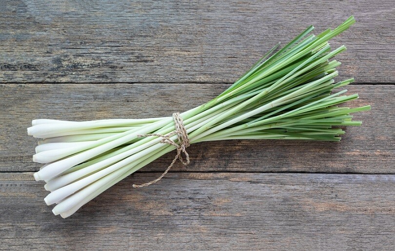 Lemongrass (200g) عشب الليمون Lemongrass (200g) عشب الليمون