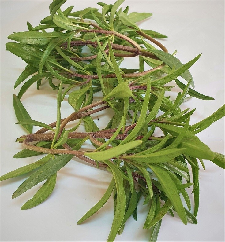 Turkish Oregano (100g) اوريجانو تركي Turkish Oregano (100g) اوريجانو تركي