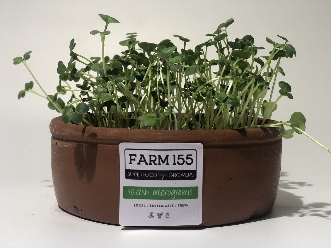Radish Microgreens Grow Pot فخار نمو فجل Radish Microgreens Grow Pot فخار نمو فجل