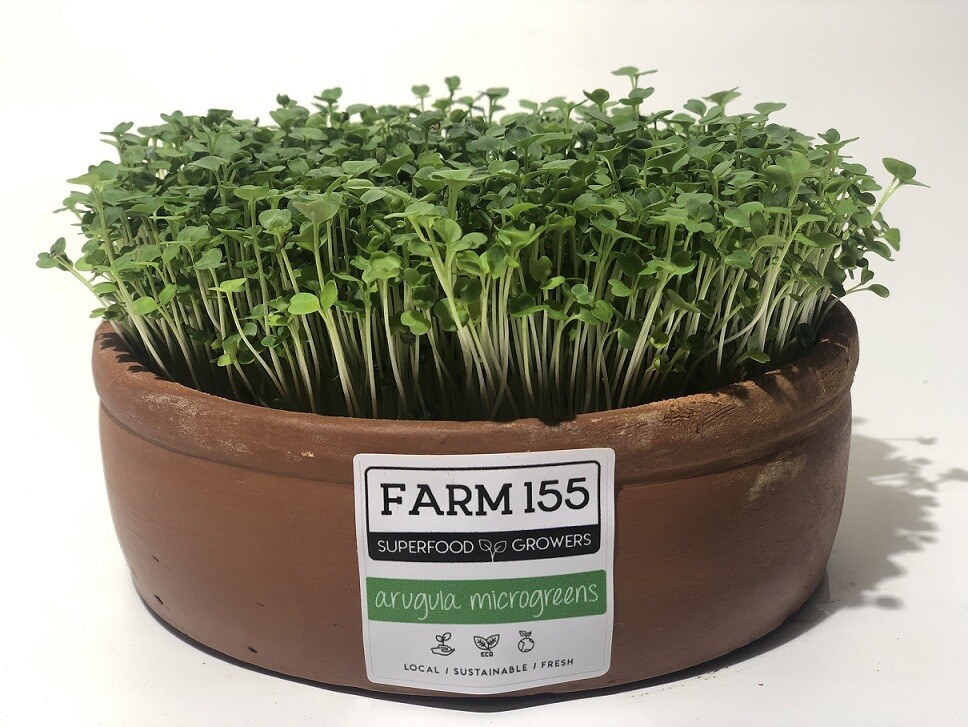 Arugula Microgreens Grow Pot فخار نمو جرجير Arugula Microgreens Grow Pot فخار نمو جرجير