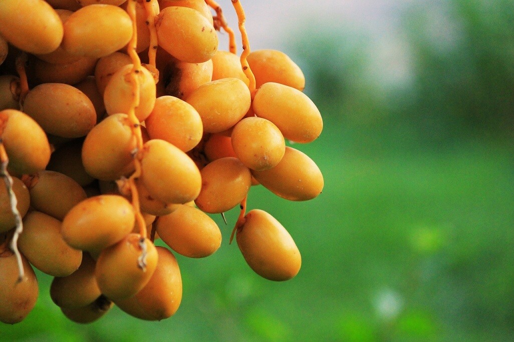 Samani Dates (1kg) بلح سماني Samani Dates (1kg) بلح سماني
