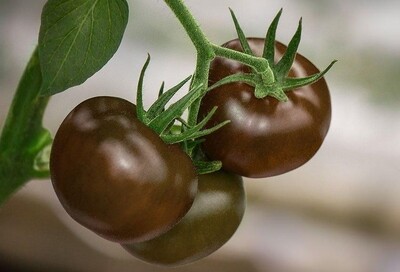 Black Vine Tomatoes (380g) بلاك فاين طماطم Black Vine Tomatoes (380g) بلاك فاين طماطم