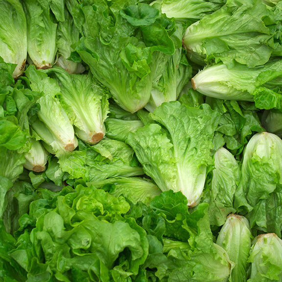 Romaine lettuce (1 piece) رومين