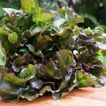 Red batavia lettuce (1 piece) بتافيا احمر