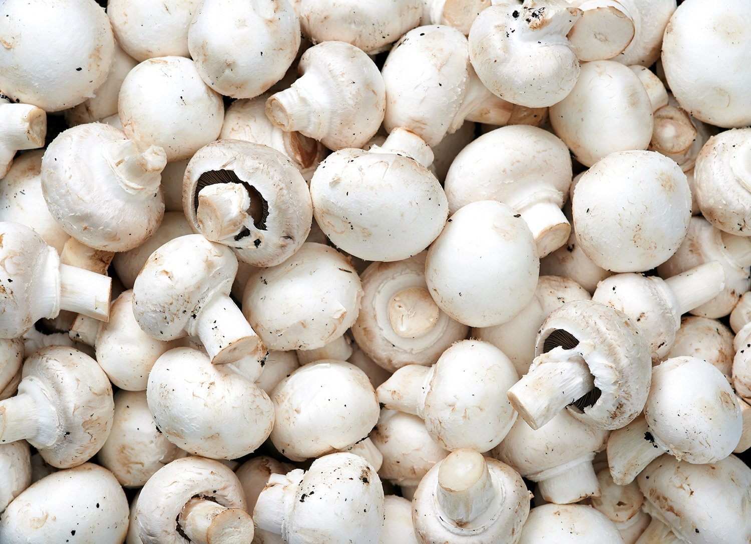 Mushrooms (200 gm) ﻣﺸﺮوم Mushrooms (200 gm) ﻣﺸﺮوم