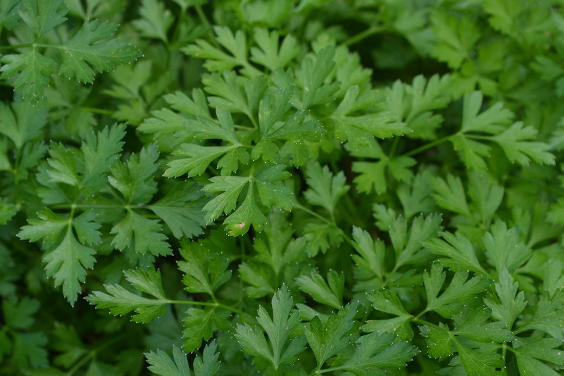 Parsley (per wrap) (بقدونس (ربطة Parsley (per wrap) (بقدونس (ربطة
