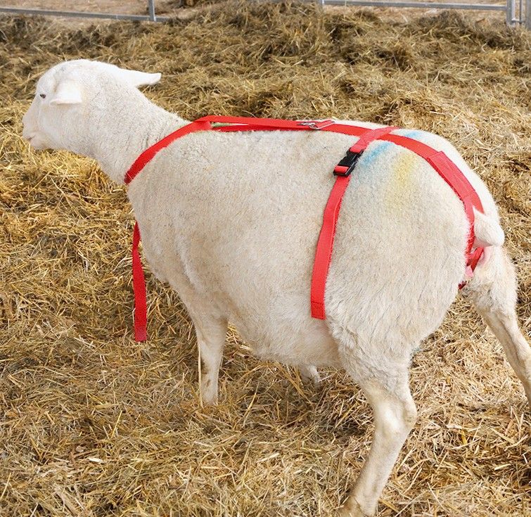 Ewe Care