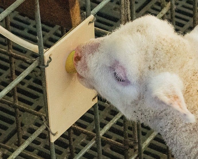 Baby Lamb Feeding