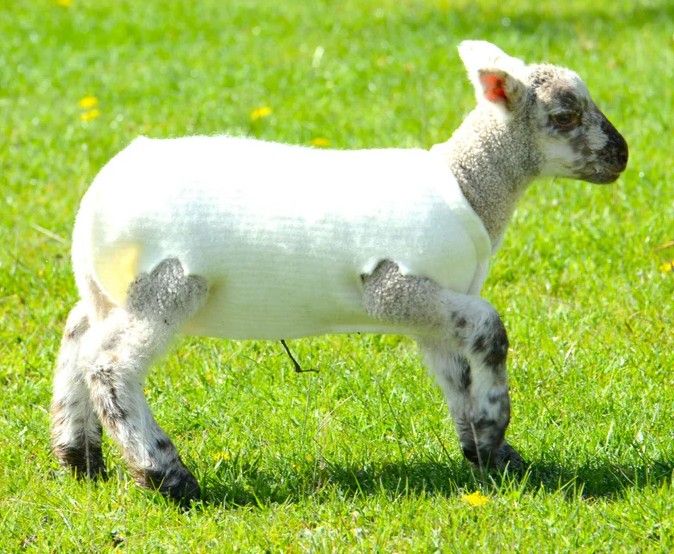 Lambing Vet Supplies