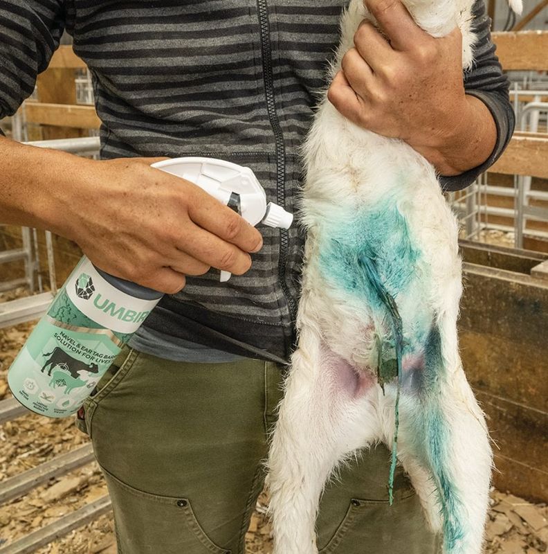 Baby Lamb Care