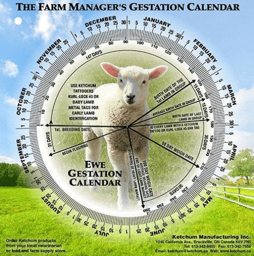 Gestation Calendar, Color: Sheep