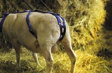 Prolapse Harness with Ewespoon