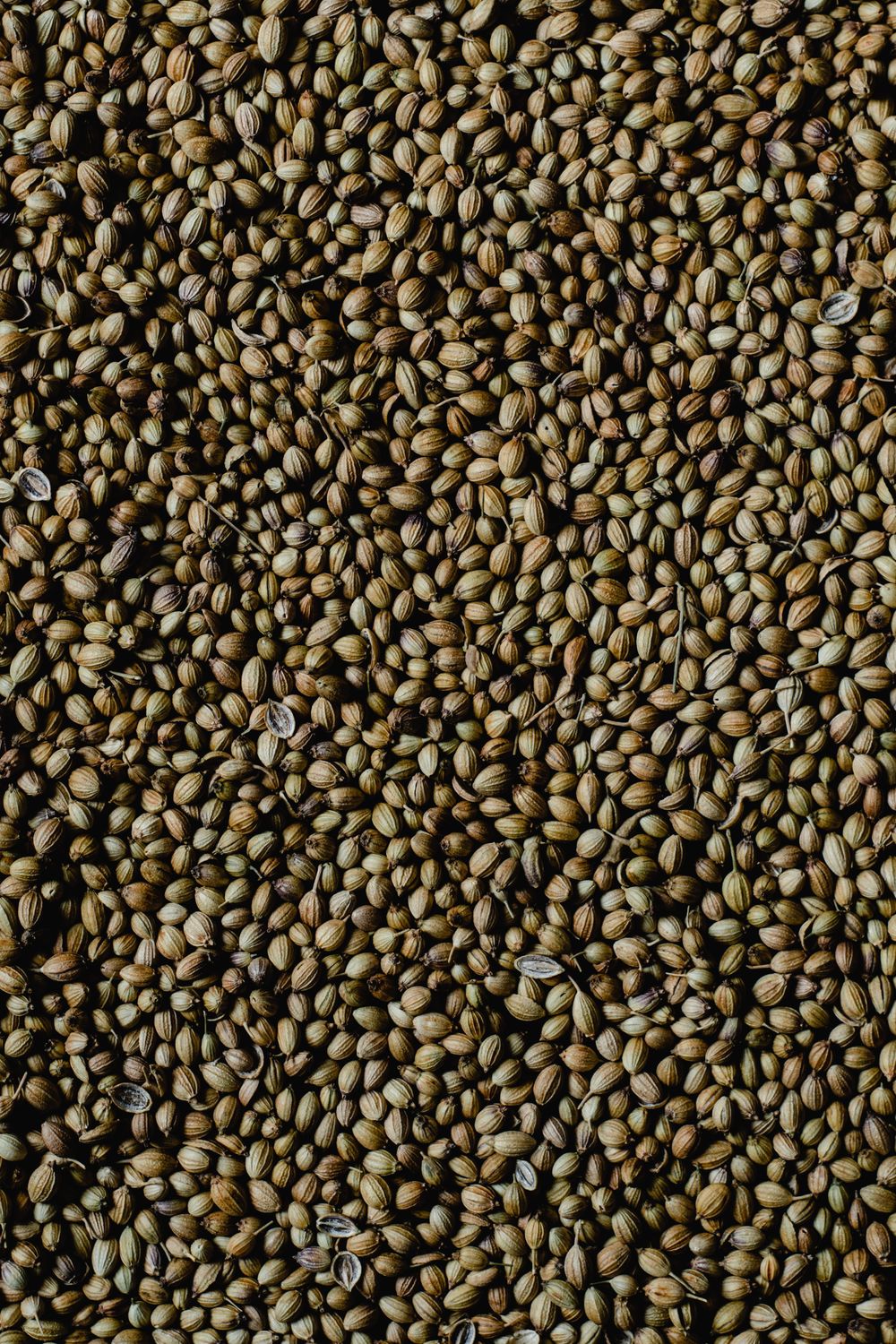 Celery Seed (Ground)