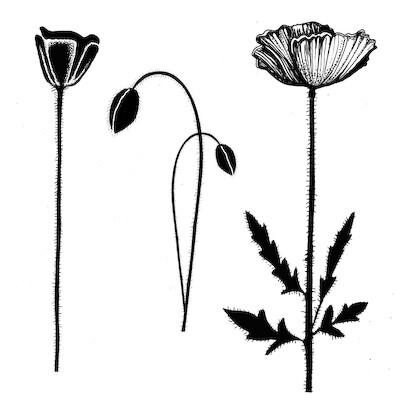 Group Poppies 