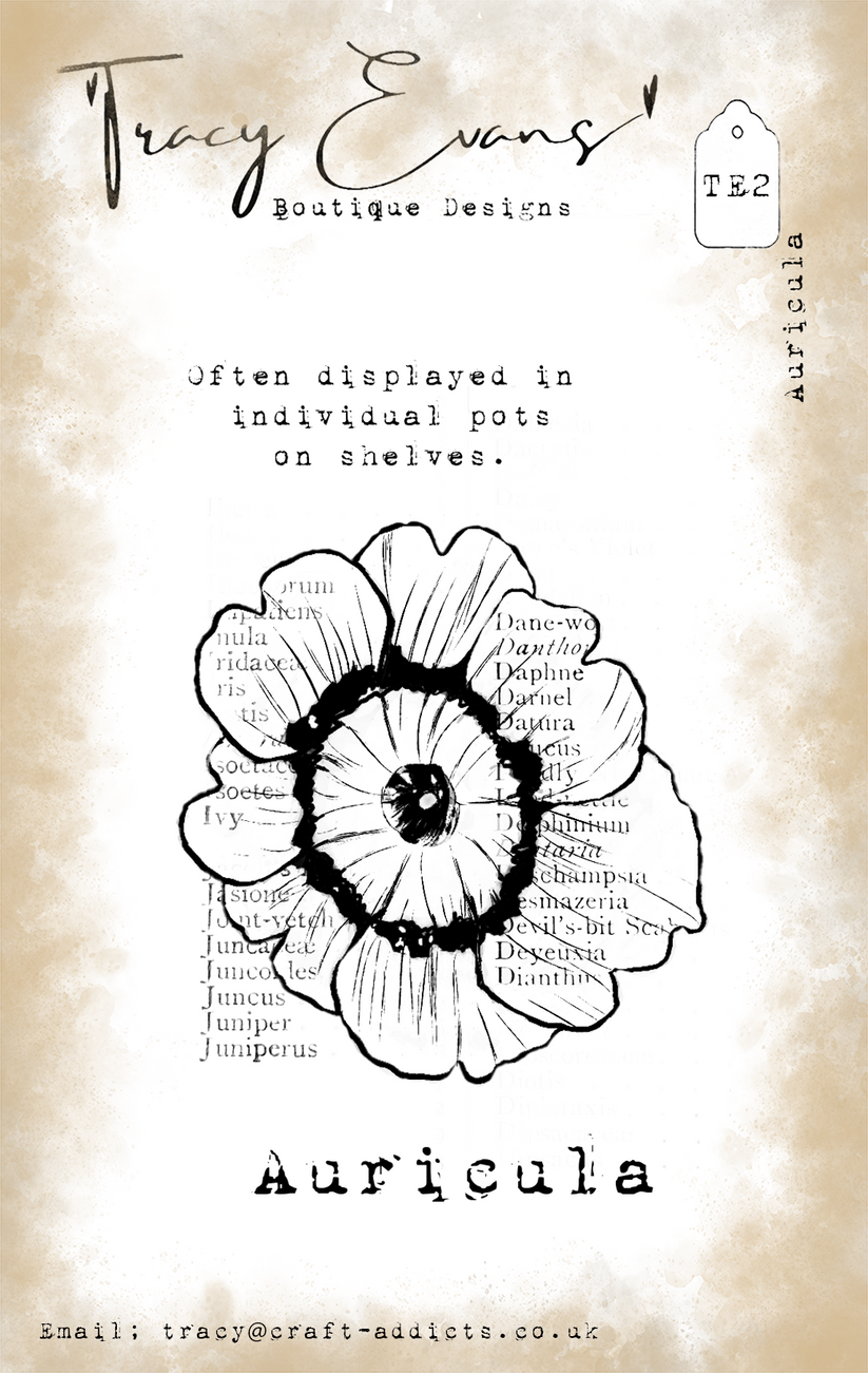 Auricula TE2