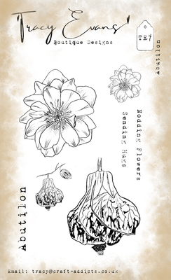 Abutilon  TE7