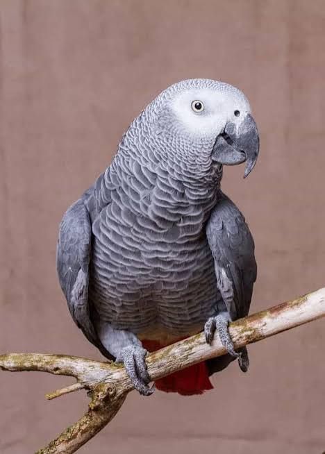 Live Bird