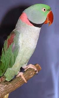 Alexandrine Parrot