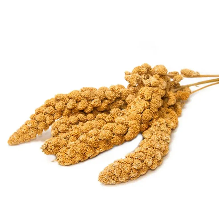 California Spray Millet - 4 oz