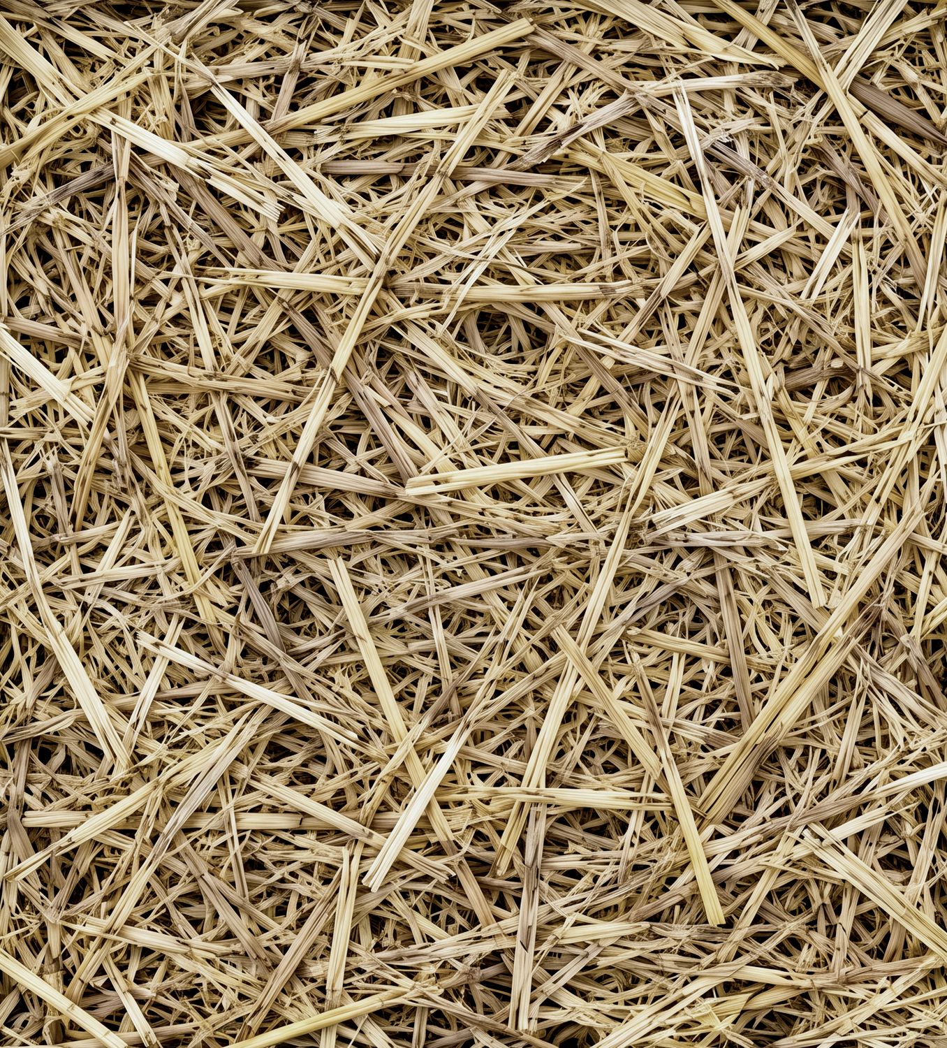 Straw Wheat