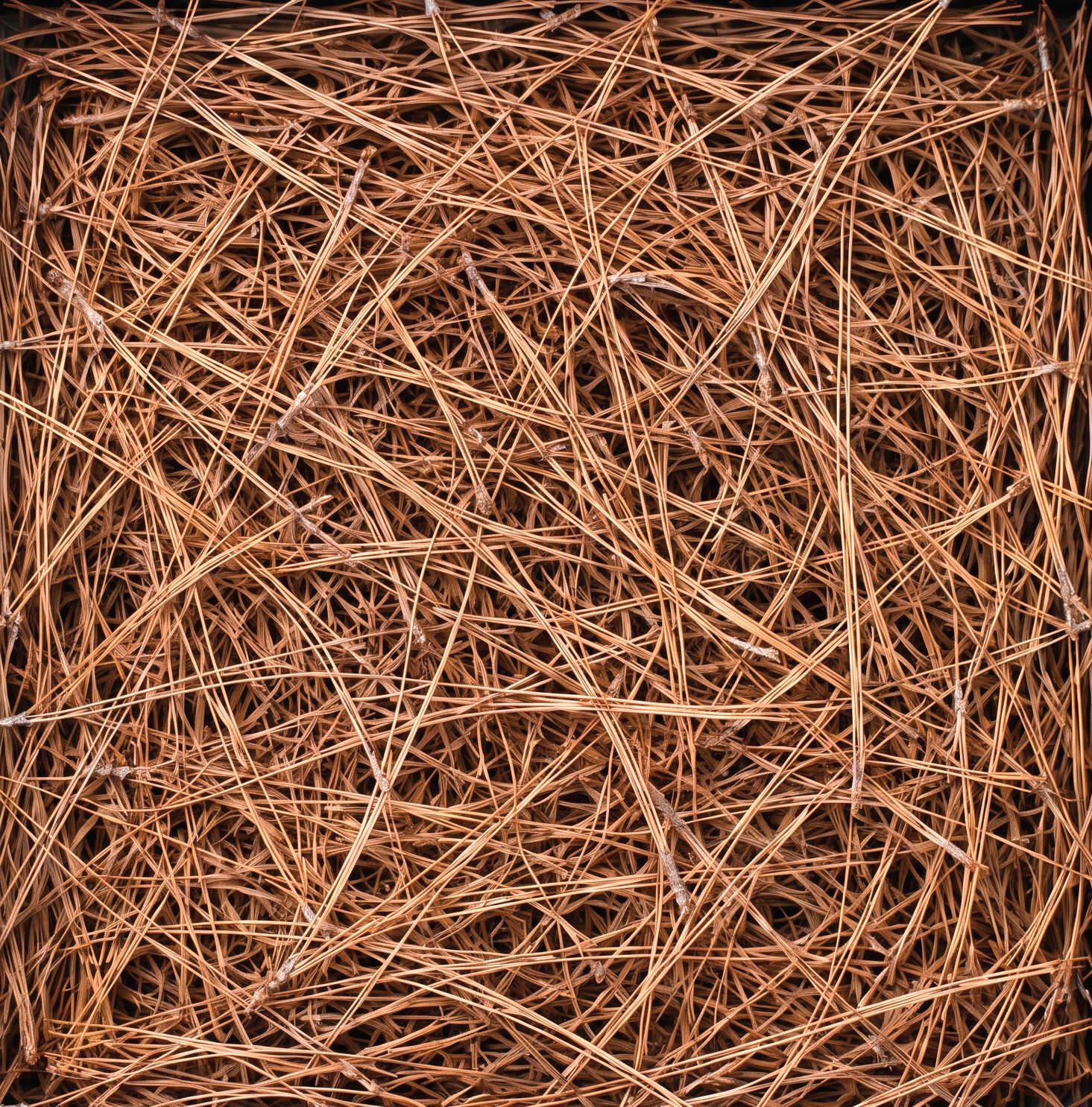 Straw Pine