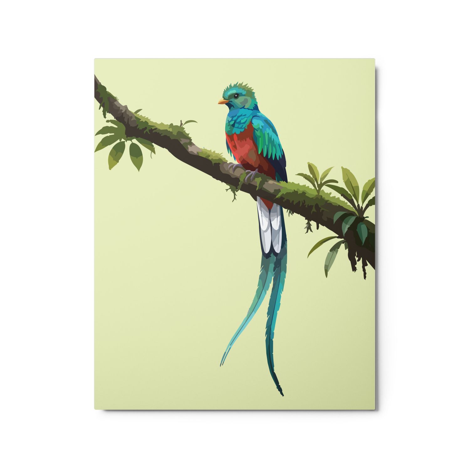 Premium Metal Floating Print. "Quetzal Bird Wathing"