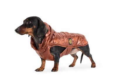 FashionDog - Teckel - manteau imperméable matelassé avec capuche amovible.