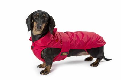 FashionDog - Teckel - Manteau imperméable avec un rembourrage amovible