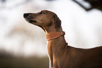 Kay-Line Collier pur cuir spécial lévrier Sahel