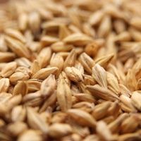 Acid Malt