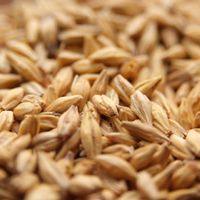 Acid Malt