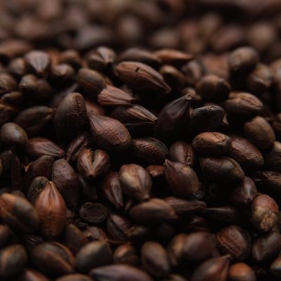 Bulk - Carafa 2