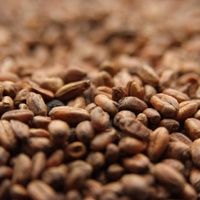 Bulk CaraWheat