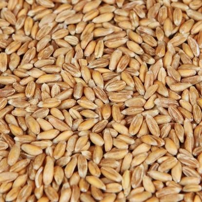 Spelt