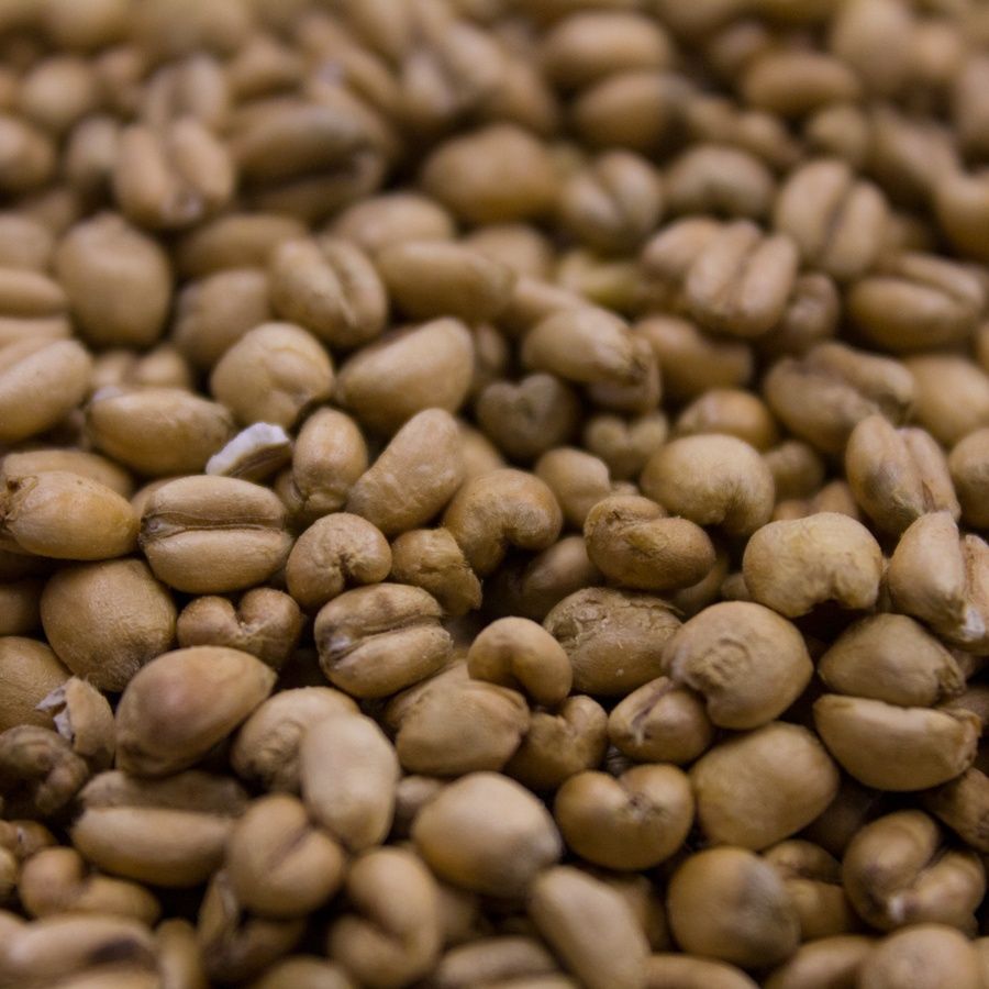 Torrified Wheat