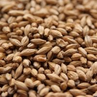 Floor-Malted Bohemian Pilsner Malt