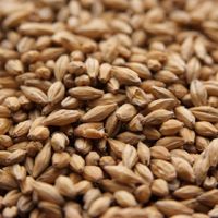 Floor-Malted Bohemian Pilsner Malt Floor-Malted Bohemian Pilsner Malt
