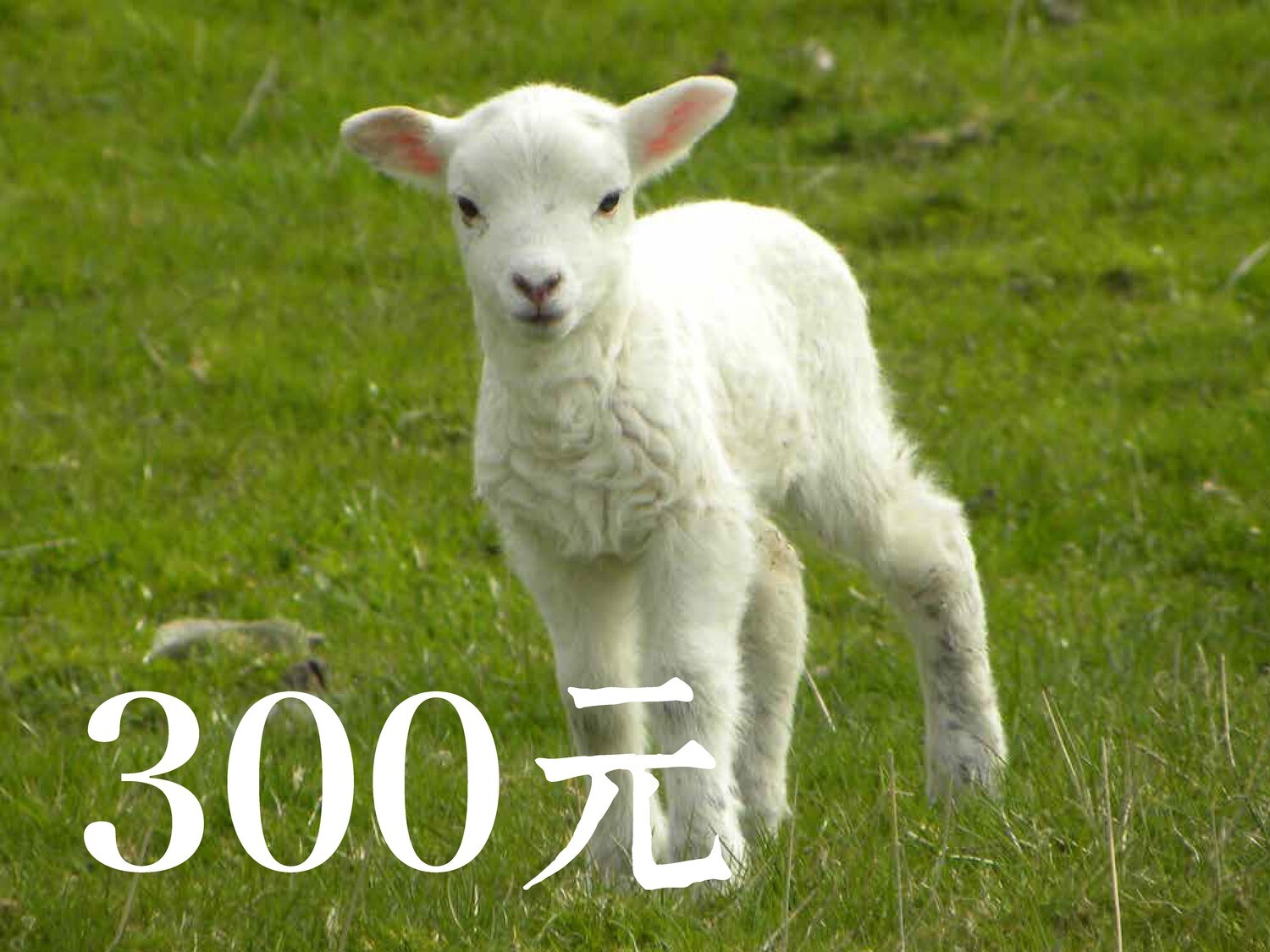 放生護生300