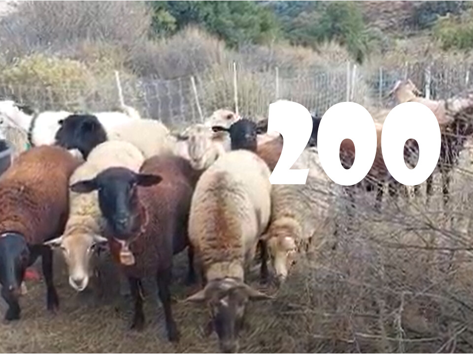 羊咩咩200元