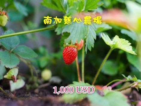 南加慈心農場 $1,000