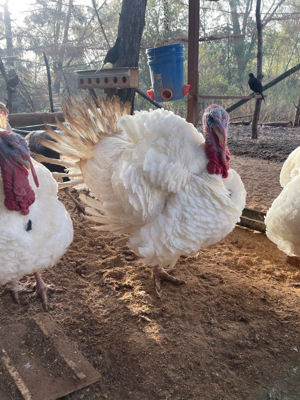 孔雀山莊動物 - 500元