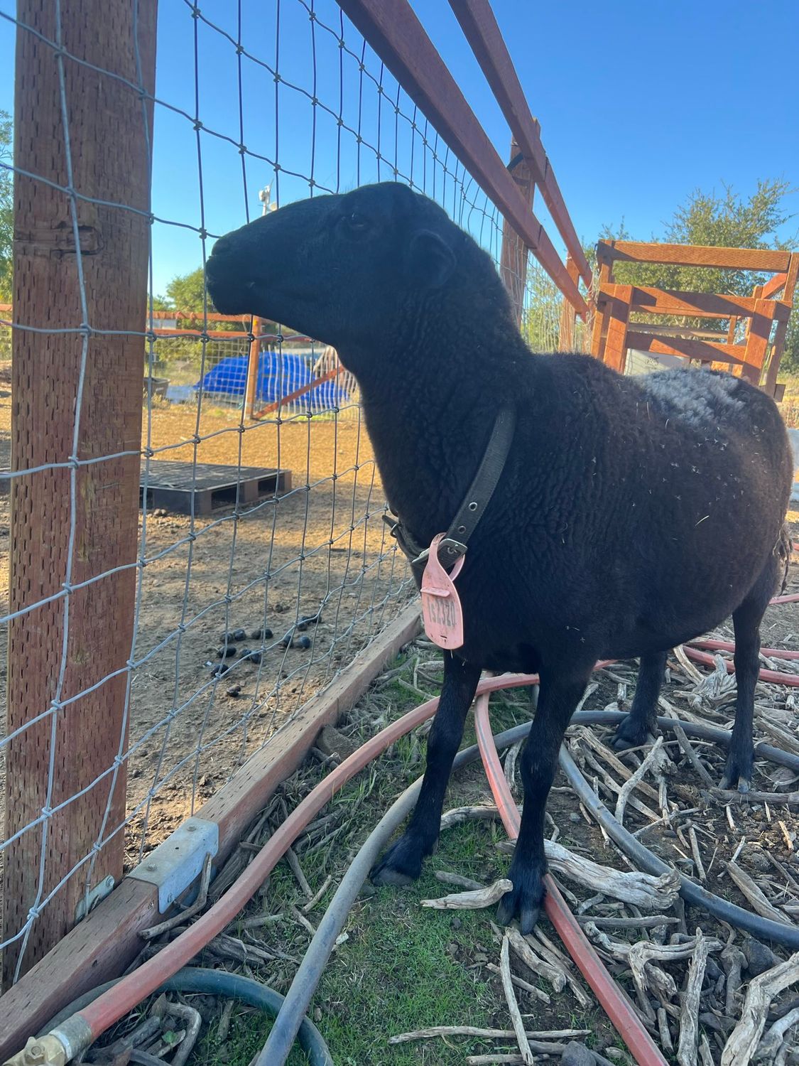 孔雀山莊動物 - 200元